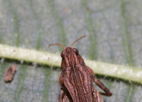 Réf. 328 452 : Tetrix undulata